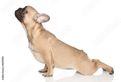 Photo: Dog yoga Dog yoga