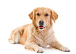 Golden retriever laying over white background