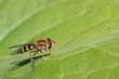 Seitenansicht einer Schwebfliege