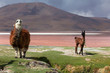 Lama at Colorado Lagoon, Bolivia