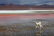 Lama at Colorado Lagoon, Bolivia
