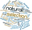 Word cloud for Natural Selection