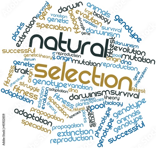 Illustration: Word cloud for Natural Selection Word cloud for Natural Selection