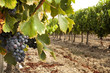 Vineyards in rows