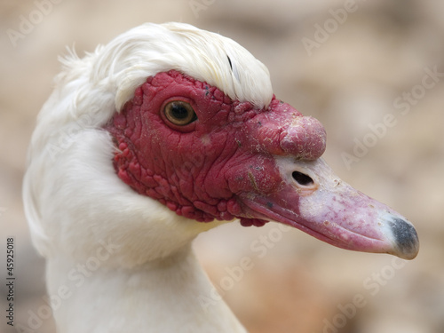 Photo: Pato Pato
