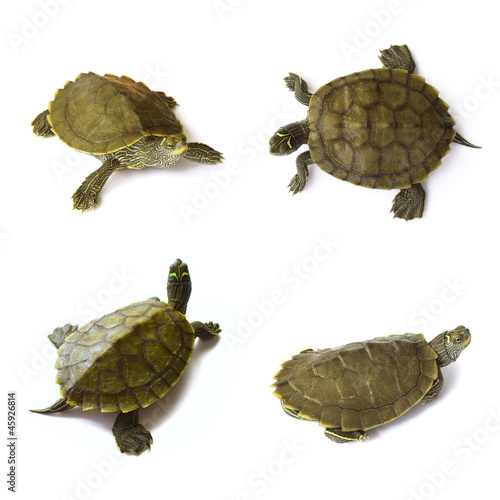 Photo: Young freshwater turtles set isolated on white Young freshwater turtles set isolated on white
