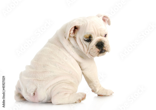 Photo: puppy looking over shoulder puppy looking over shoulder