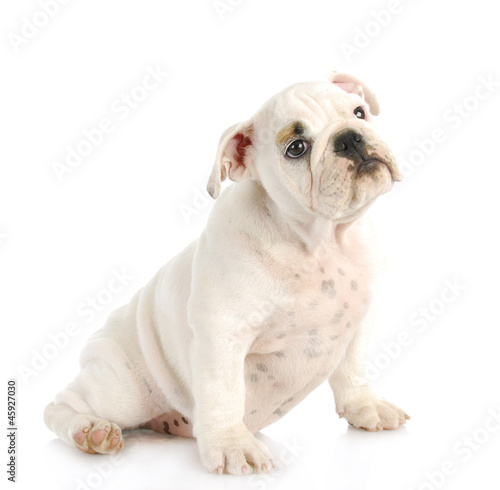 Photo: cute puppy cute puppy