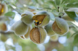Foto: Almonds on tree Almonds on tree
