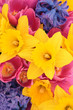 Spring Flower Beauty