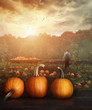 Pumpkins on table in farmer's field