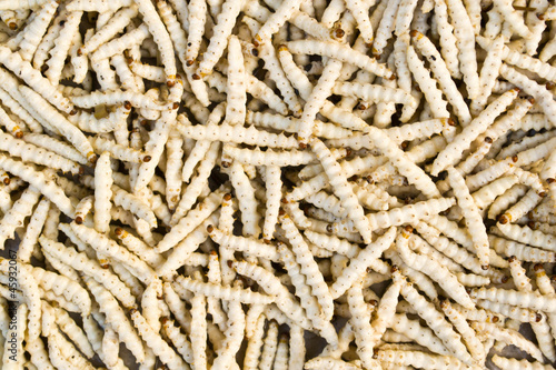 Photo: worm bamboo worm bamboo