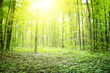 Photo: Forest Forest