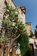 Cactus dans un village historique