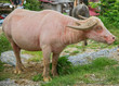 Photo: Water buffalo Water buffalo