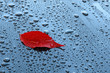 Water drops on car paint with autumn leaf