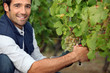 Farmer pruning vine