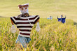 Scarecrow on the rice field