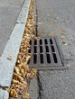 Gulli im Herbst