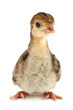 chicken isolated on white background