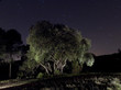 La encina y la noche