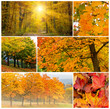 Herbstwald