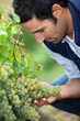 Vintner looking bunch of grapes