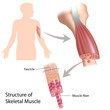 Skeletal muscle  structure, eps10