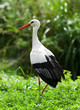 Foto: white stork white stork