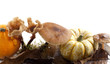 coloquintes champignons sur fond blanc