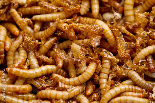Photo: mealworms mealworms