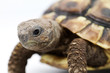 Young turtle on a white background