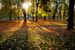 Autumn scene