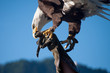 Weisskopf-Seeadler