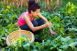 Woman picking bean pods in a basket