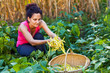 Young woman picking bean pods in the countryside