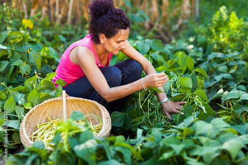 Photo: Woman picking bean pods in a basket Woman picking bean pods in a basket