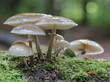 Buchenschleimrüblinge im Reinhardswald