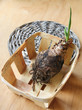 A bulb of hippeastrum