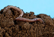 Earthwarm in a heap of soil