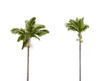 Photo: Plam trees on white Plam trees on white