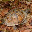 Photo: Box Turtle in Alabama Box Turtle in Alabama