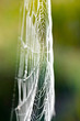 The spider web (cobweb) closeup background.