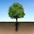 Photo: Tree and roots Tree and roots