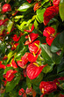 Photo: Anthurium flowers Anthurium flowers