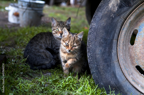 Photo: cute kittens outdoors cute kittens outdoors