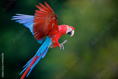 Photo: perroquet perroquet