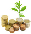 argent et plante