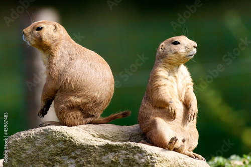 Photo: chien de prairie chien de prairie