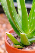 Aloe Vera potted plant